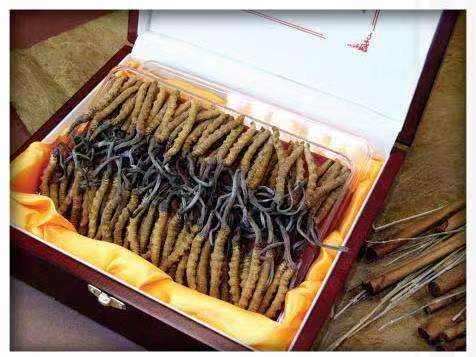 迎泽冬虫夏草回收